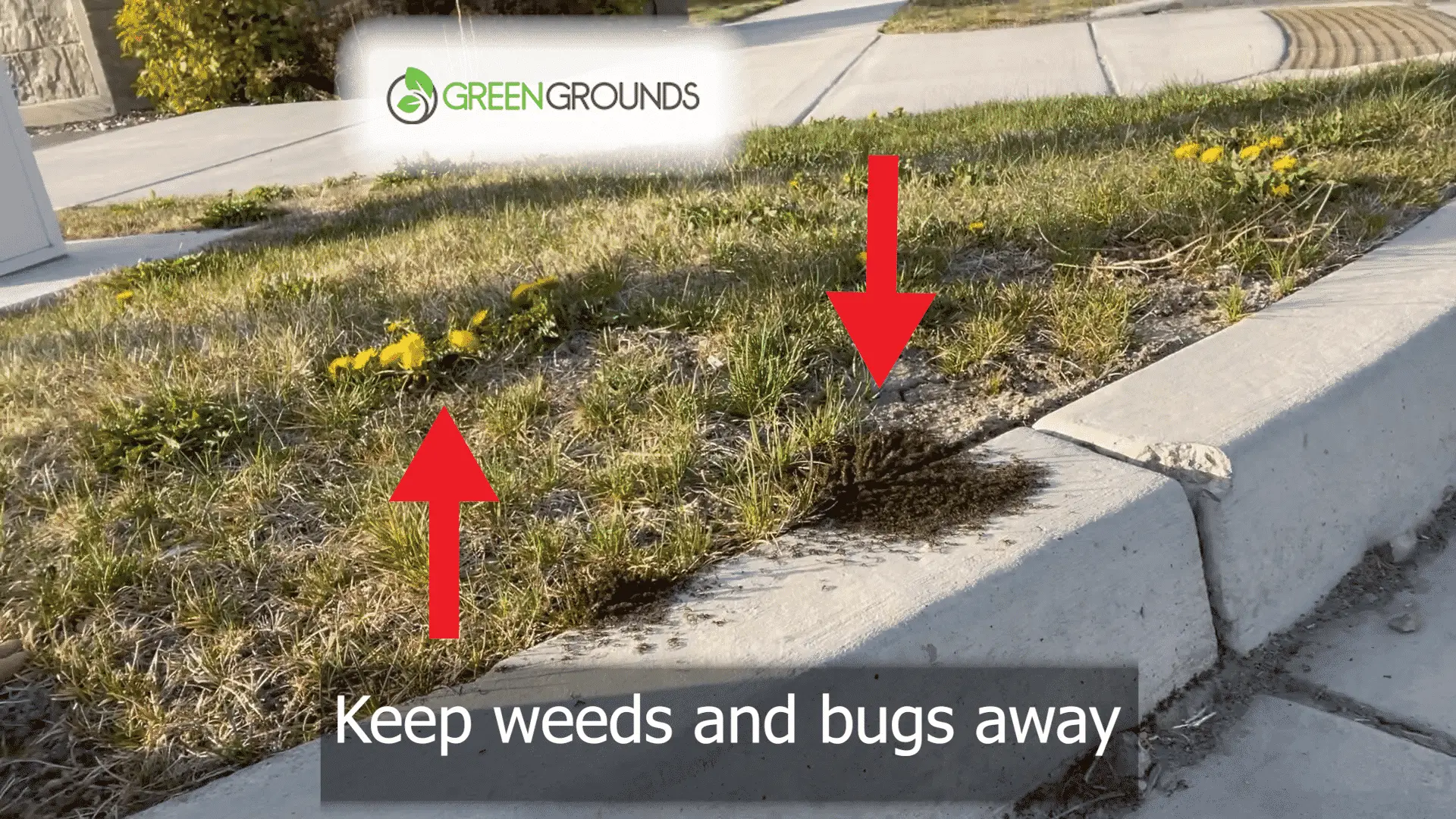 Oh No! Bugs and Weeds are here