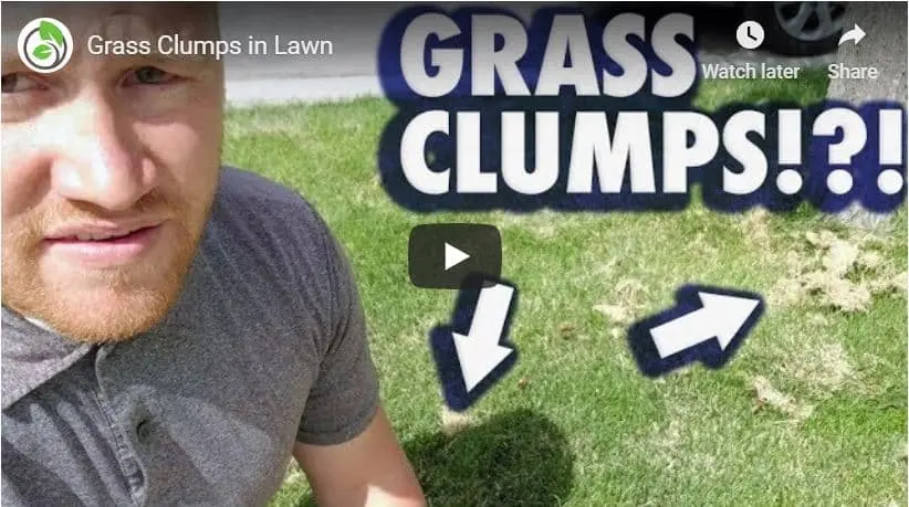 Saratoga Springs Lawn Care Tip of the Week