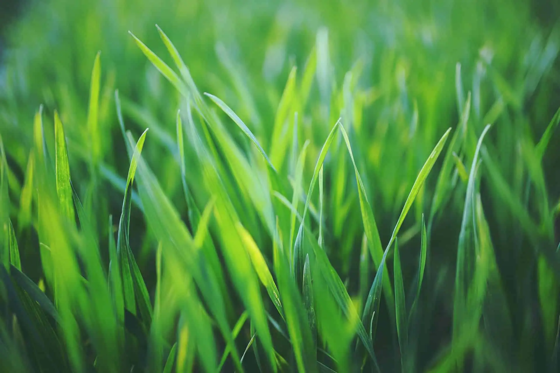 Grass Fertilizer and Weed Killer Safe for Pets: A Helpful Guide