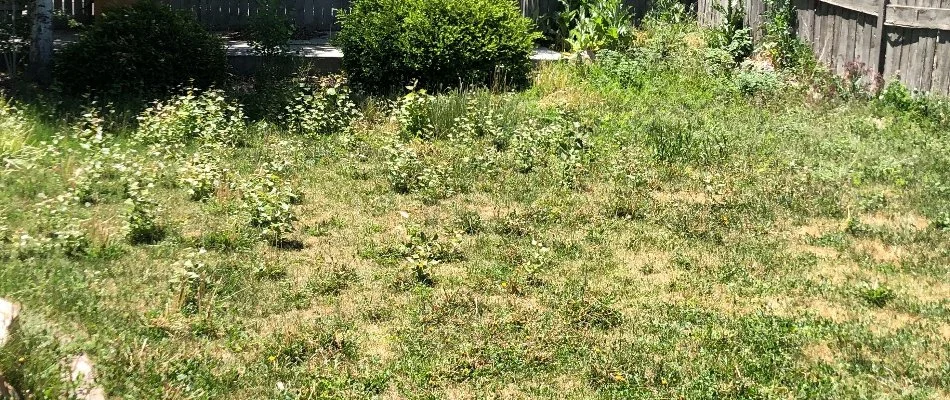 Many weeds taking over a lawn in Midway, UT, with bare patches.