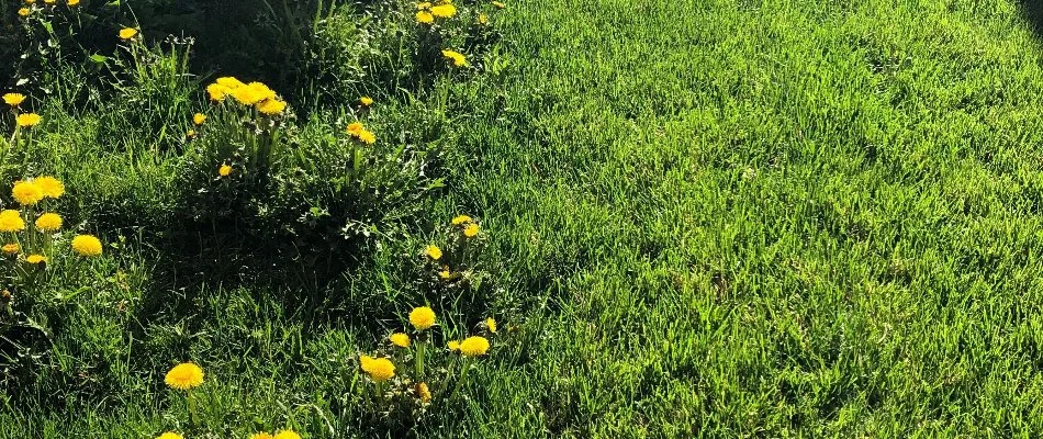 Yellow dandelions on a lawn in Provo, UT.