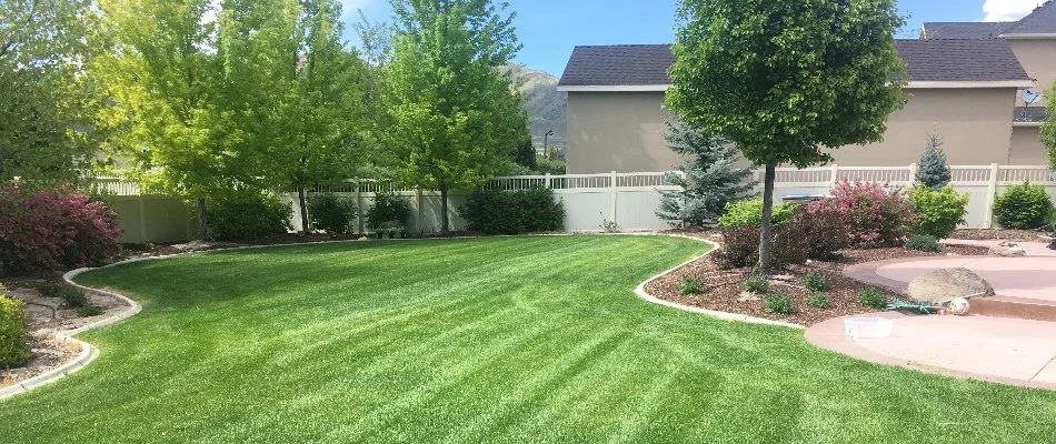 Green lawn in American Fork, UT, with trees and plants.
