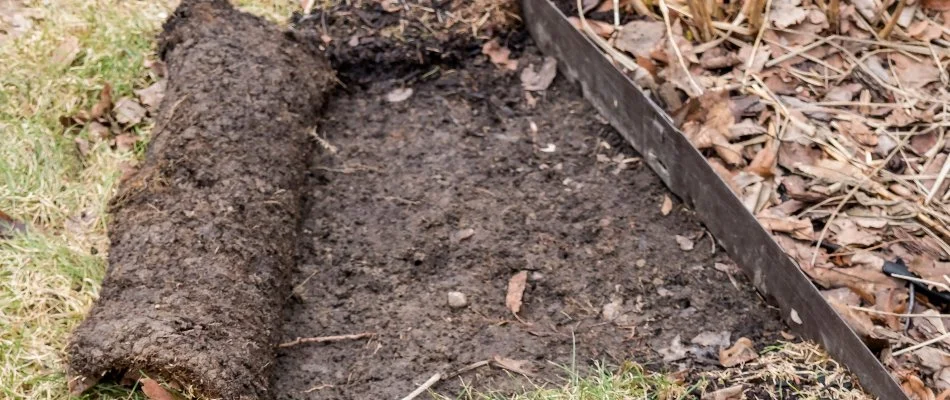 Lawn in Midway, UT, lifted easily due to grub damage.