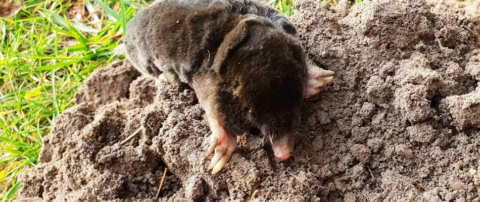 Mole in Woodland Hills, UT, emerging from a molehill.