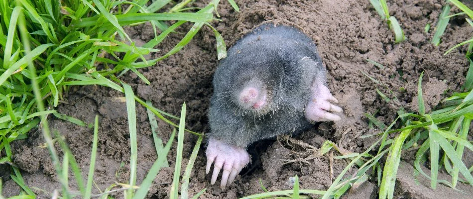 A mole emerging from the ground.