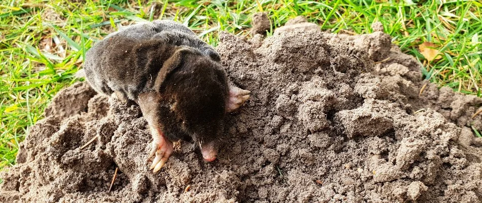 Mole on a ground in Mapleton, UT.