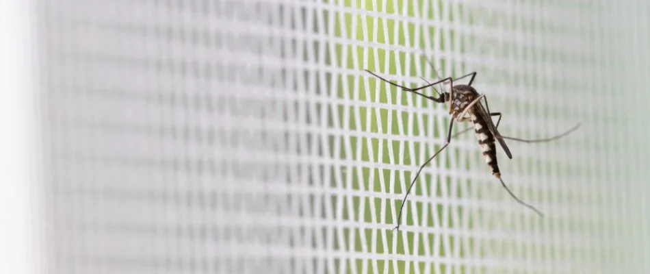 Mosquito on a net.
