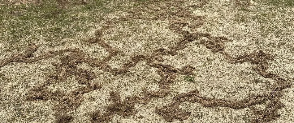 Vole damage on a lawn in Midway, UT.