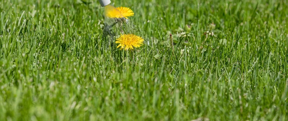 Weed control treatment being sprayed on a dandelion in Spanish Fork, UT.